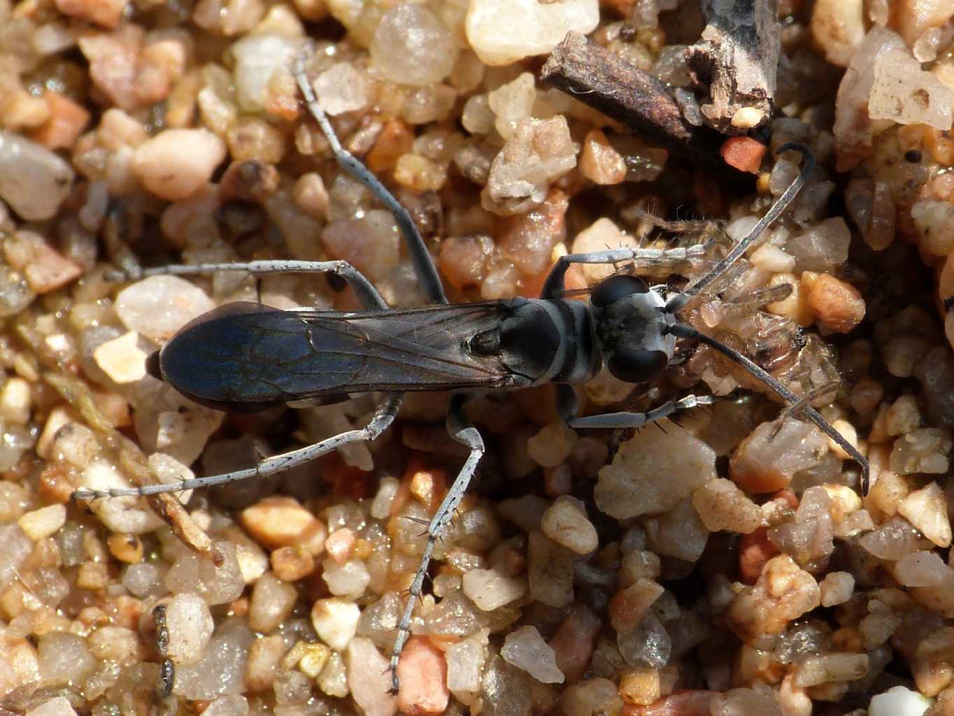 Pompilus cfr cinereus con piccola Arctosa - Palau (OT)